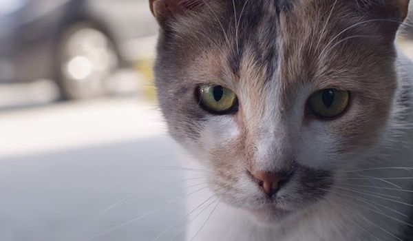Going. | Kedi - Sekretne Życie Kotów - Forum
