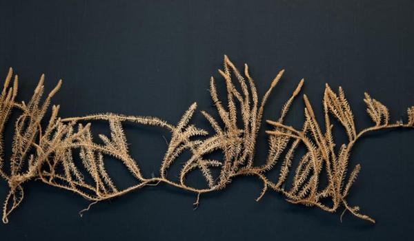Going. | Wystawa "Świat Roślin" - Muzeum Przyrodnicze Uniwersytetu Wrocławskiego