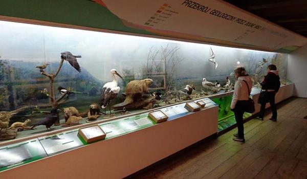 Going. | Wystawa "W Przełomowej Dolinie Środkowej Wisły" - Muzeum Przyrodnicze w Kazimierzu Dolnym