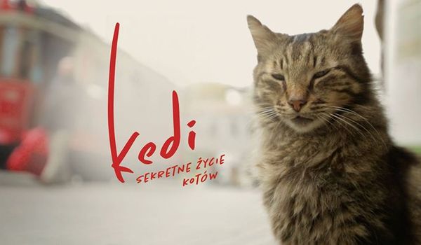 Going. | KEDI - sekretne życie kotów - Kino Muranów
