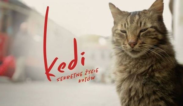 Going. | Kino Kępa: „Kedi - Sekretne Życie Kotów” - PROM Kultury Saska Kępa